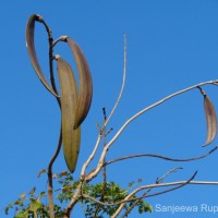 Oroxylum indicum (L.) Kurz